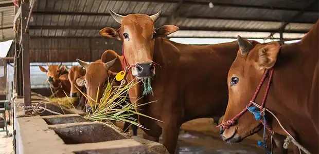 Gaushala (Cow Shelter)